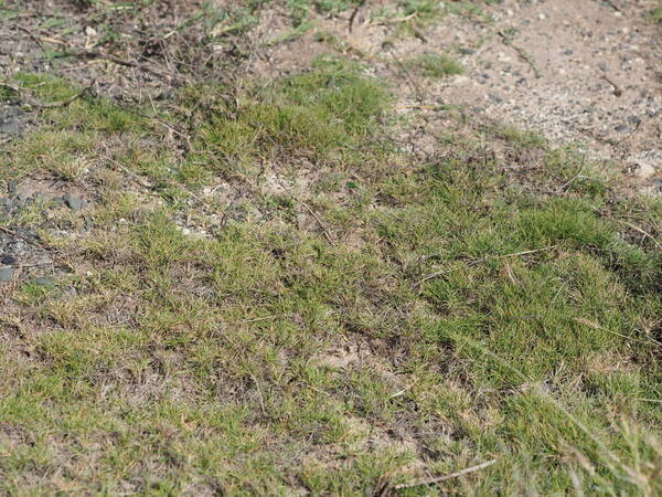 Zoysia matrella Habit