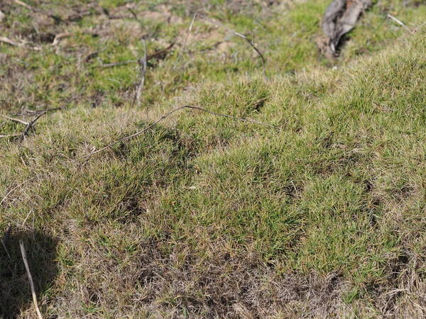 Zoysia matrella Habit