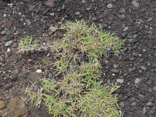 Zoysia matrella Habit