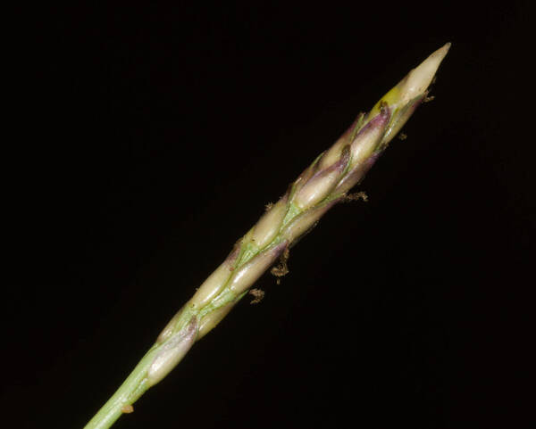 Zoysia matrella Inflorescence