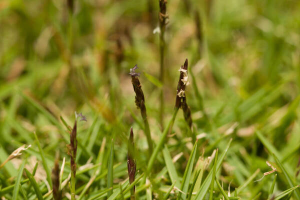 Zoysia matrella Inflorescence