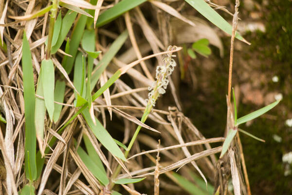 Zoysia matrella Inflorescence