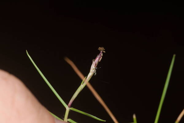 Zoysia matrella Inflorescence