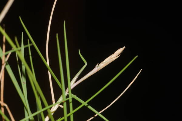 Zoysia matrella Inflorescence