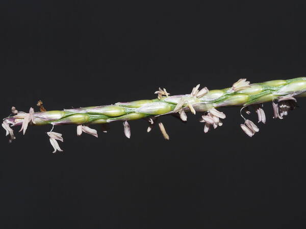 Zoysia matrella Inflorescence