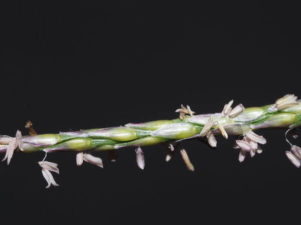 Zoysia matrella Inflorescence