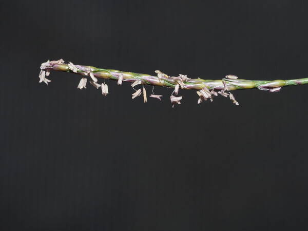 Zoysia matrella Inflorescence