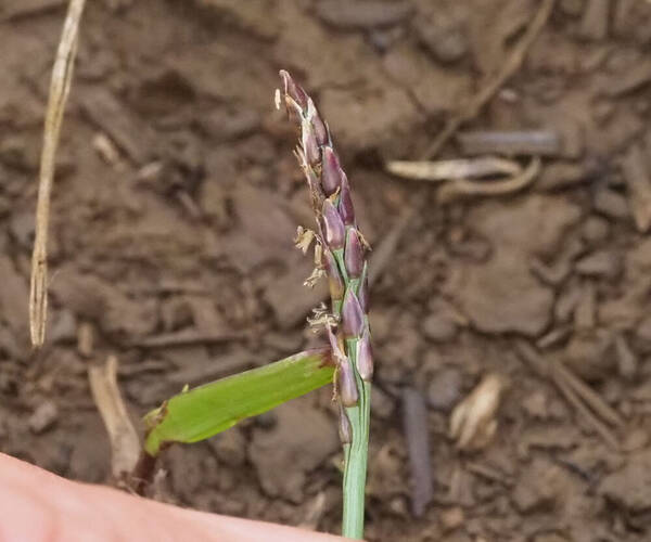 Zoysia matrella Inflorescence