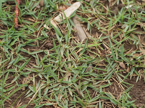 Zoysia matrella Plant