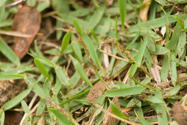 Zoysia matrella Plant