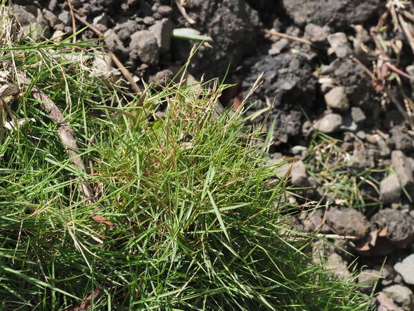 Zoysia matrella Plant