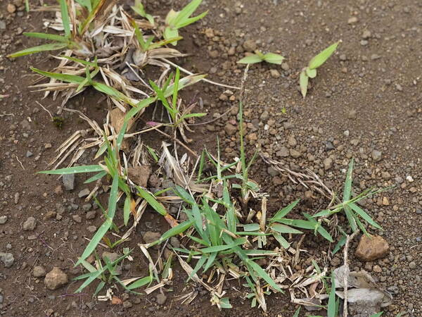 Zoysia matrella Plant