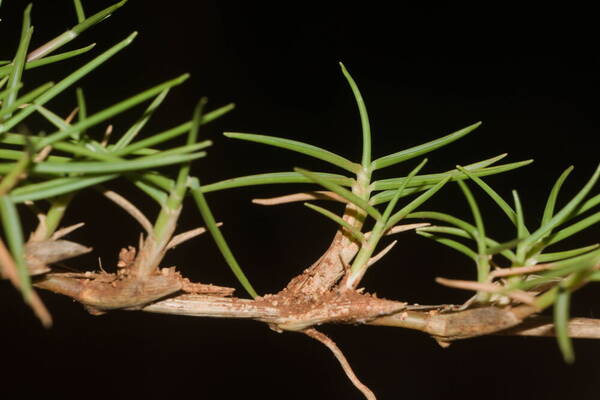 Zoysia matrella Rhizomes