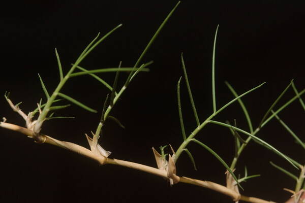 Zoysia matrella Rhizomes