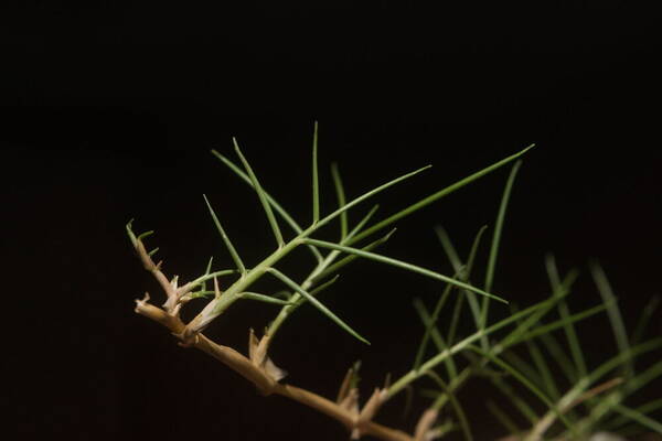 Zoysia matrella Rhizomes