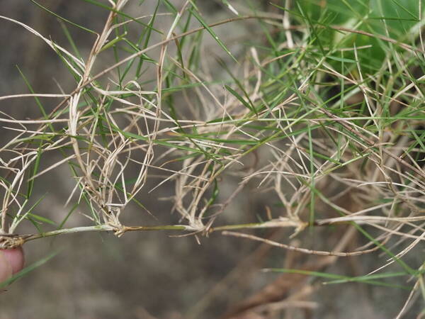 Zoysia matrella Rhizomes