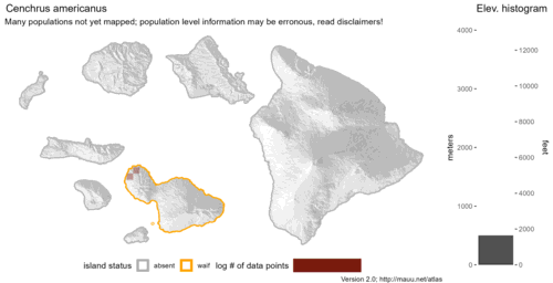 Distribution of Cenchrus americanus in Hawaiʻi.