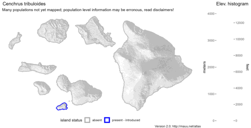 Distribution of Cenchrus tribuloides in Hawaiʻi.