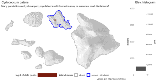 Distribution of Cyrtococcum patens in Hawaiʻi.