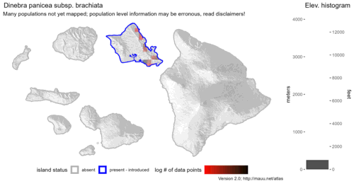 Distribution of Dinebra panicea subsp. brachiata in Hawaiʻi.