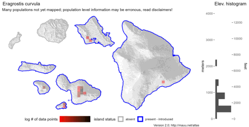 Distribution of Eragrostis curvula in Hawaiʻi.