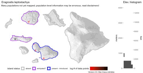 Distribution of Eragrostis leptostachya in Hawaiʻi.