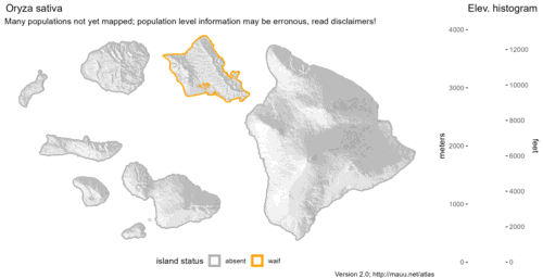 Distribution of Oryza sativa in Hawaiʻi.