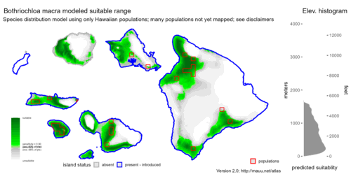 Distribution of Bothriochloa macra in Hawaiʻi.