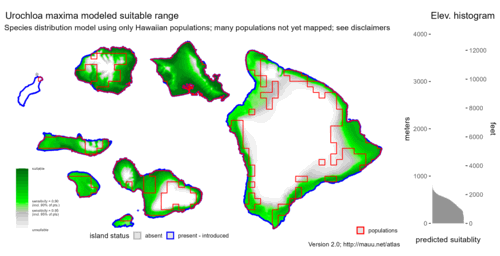 Distribution of Urochloa maxima in Hawaiʻi.