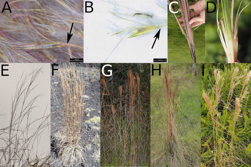 Illustrated plate of bushy bluestems (Andropogon)